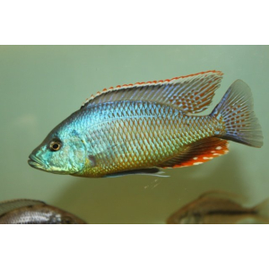 Dimidiochromis Strigatus 6-7cm